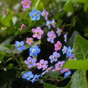 Meet your Posher, Tamar